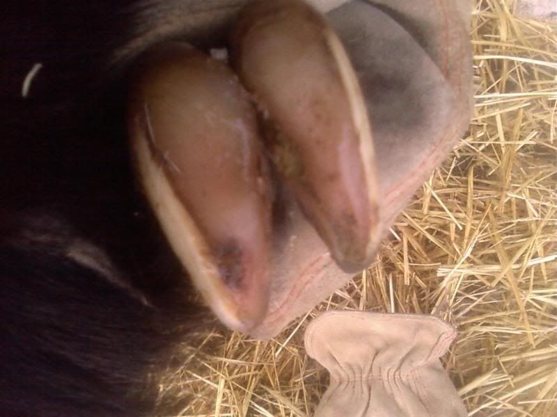 Goat Hoof Trimming Problem (pics) - Goats