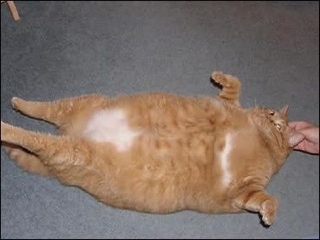 Bonus, here's a couple great fat cat videos. I'm pretty sure the first one 