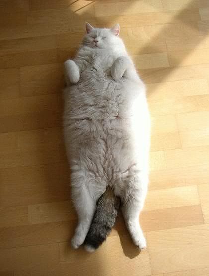 The Kingpin Fat Cat