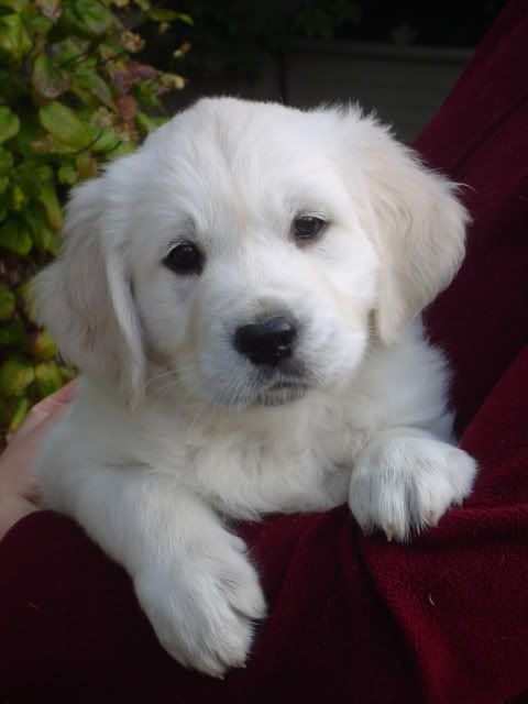 [img width=480 height=640]http://i47.photobucket.com/albums/f153/astridenmellis/pup.jpg[/img]