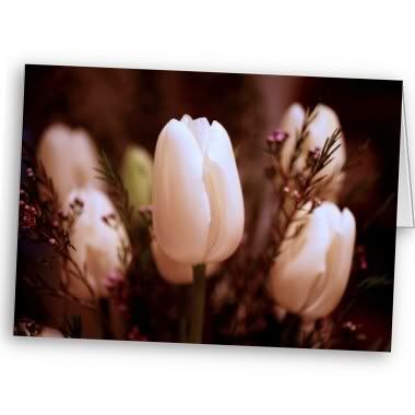 White Tulips Pictures, Images and Photos