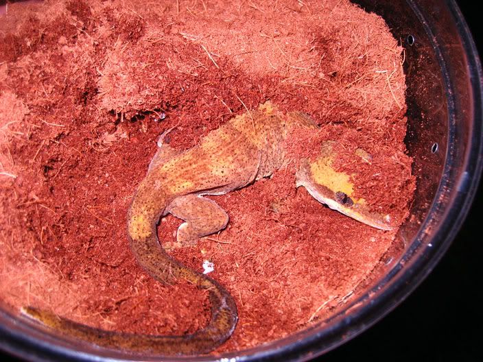 saralay4.jpg