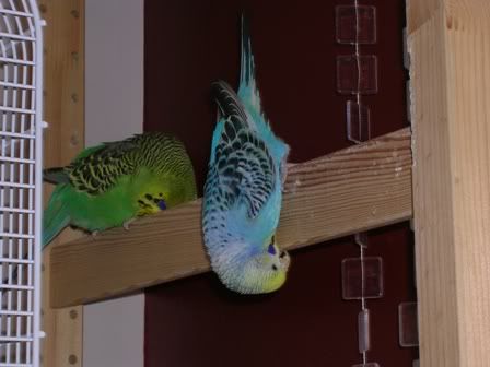 birdies001.jpg