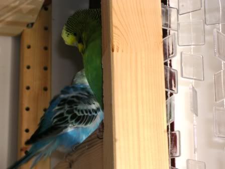 birdies003.jpg