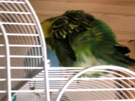birdies004.jpg