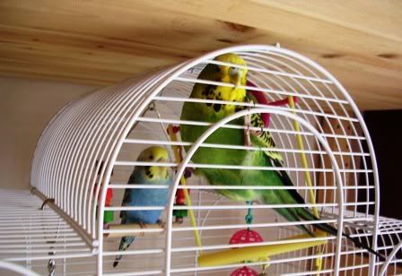 birdies006.jpg