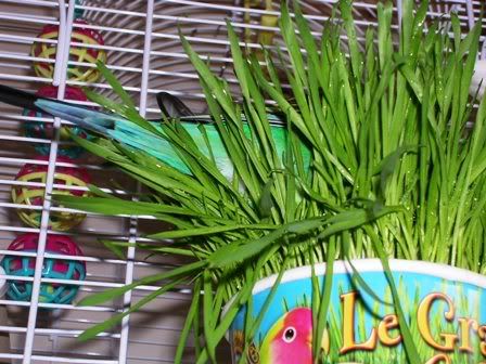 hectorandmaisieandbudgies037.jpg