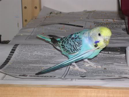 hectorandmaisieandbudgies043.jpg