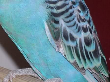 hectorandmaisieandbudgies057.jpg