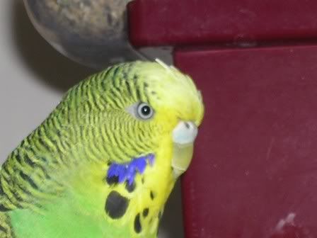 hectorandmaisieandbudgies066.jpg