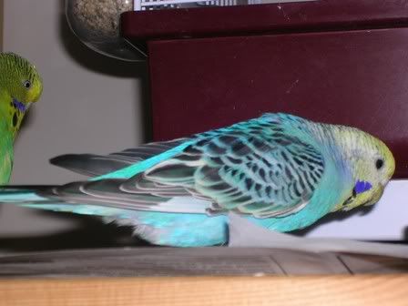 hectorandmaisieandbudgies067.jpg