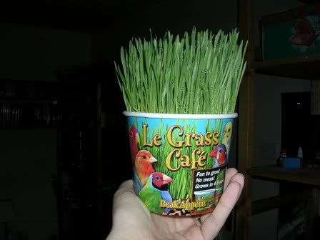 smallgrass.jpg