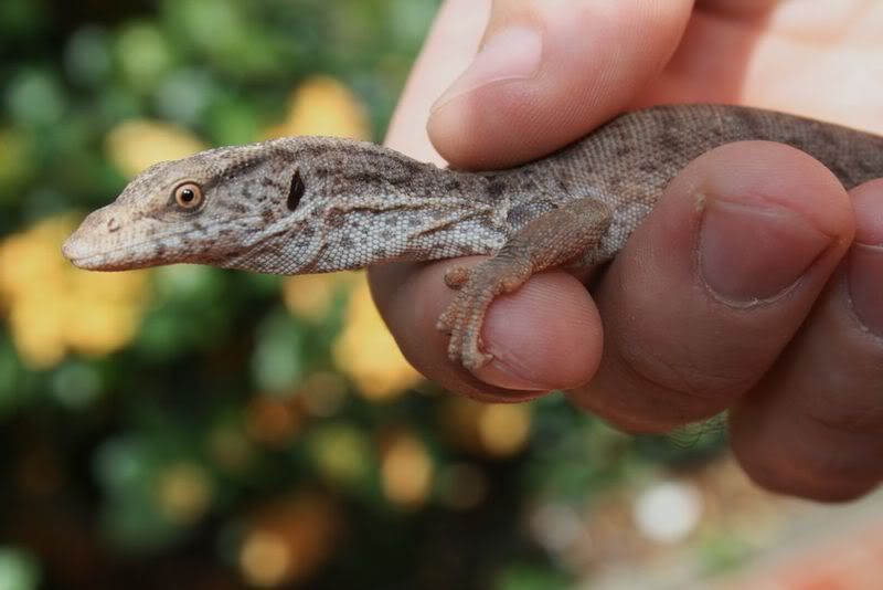 2yr old trio of gillens monitors - Brisbane | Aussie Pythons & Snakes Forum