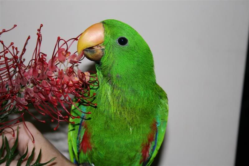 IMAGE: http://i47.photobucket.com/albums/f155/Malley87/Other%20ppls%20animals/IMG_1890Medium.jpg