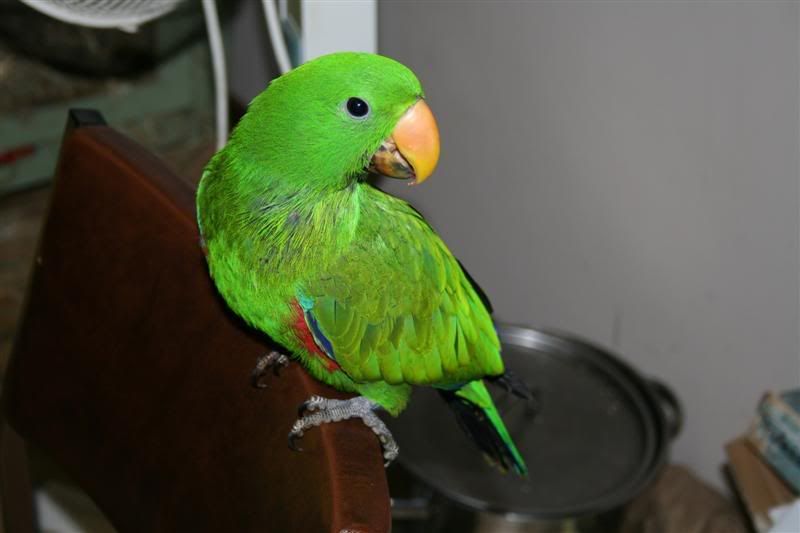 IMAGE: http://i47.photobucket.com/albums/f155/Malley87/Other%20ppls%20animals/IMG_1891Medium.jpg