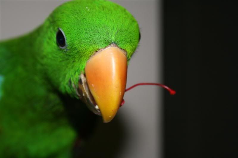 IMAGE: http://i47.photobucket.com/albums/f155/Malley87/Other%20ppls%20animals/IMG_1897Medium.jpg