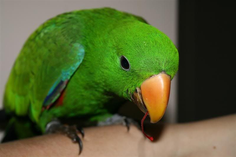 IMAGE: http://i47.photobucket.com/albums/f155/Malley87/Other%20ppls%20animals/IMG_1898Medium.jpg