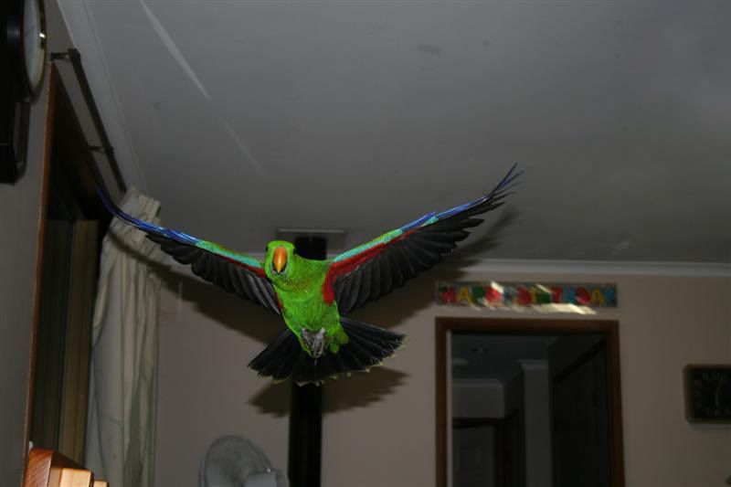 IMAGE: http://i47.photobucket.com/albums/f155/Malley87/Other%20ppls%20animals/IMG_1947-Medium.jpg