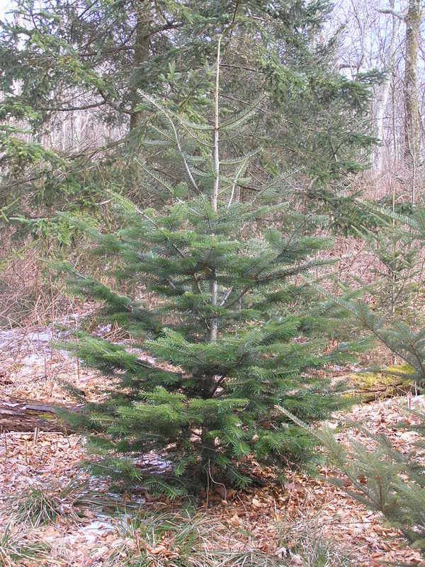 Turkish fir