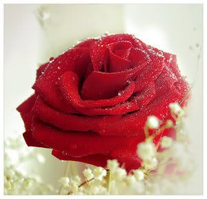 red rose 2 Pictures, Images and Photos