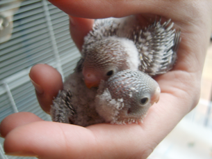 ronnieredgie.png