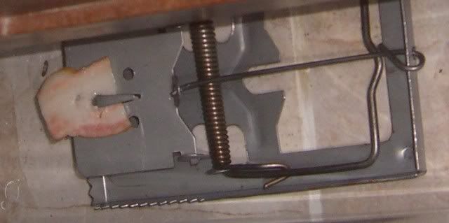CIMG7063.jpg