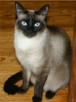 siamese cat Pictures, Images and Photos