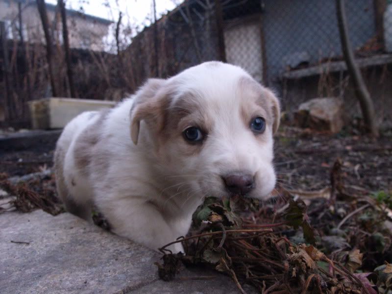 Качена снимка
