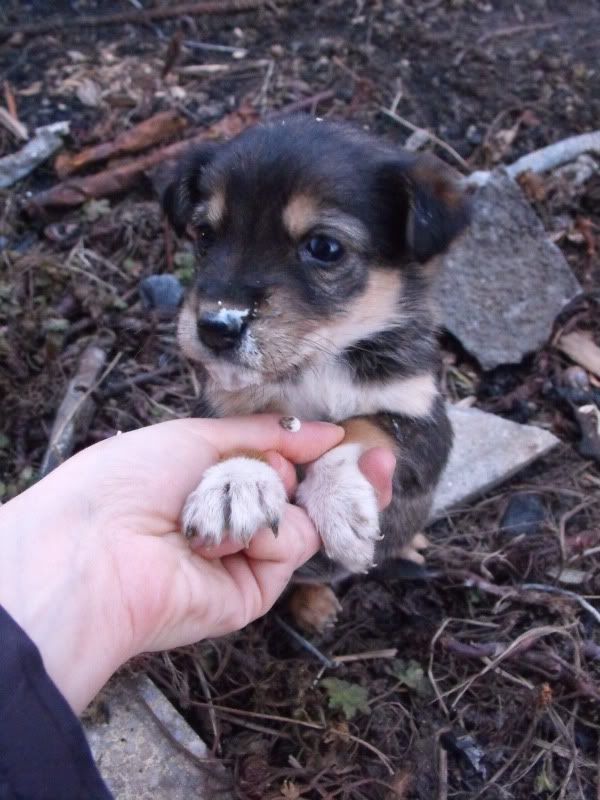 Качена снимка