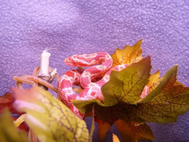 100_3267.jpg