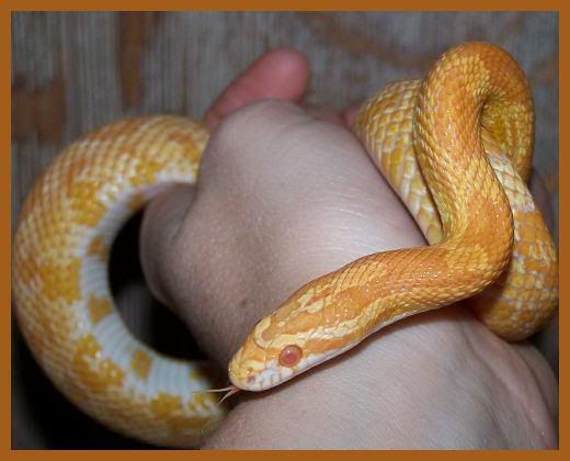 Niblet2.jpg