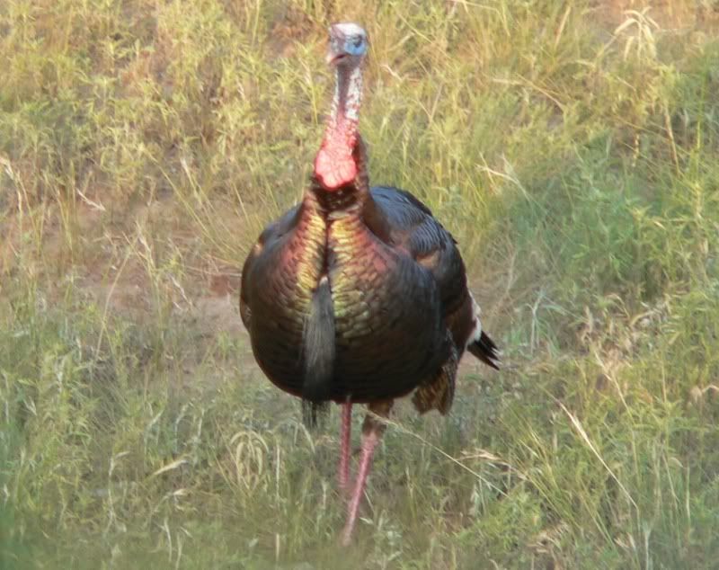gobbler Pictures, Images and Photos