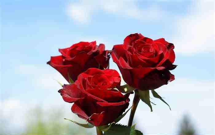 Red Roses Pictures, Images and Photos