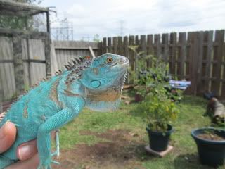 blue iguana petco