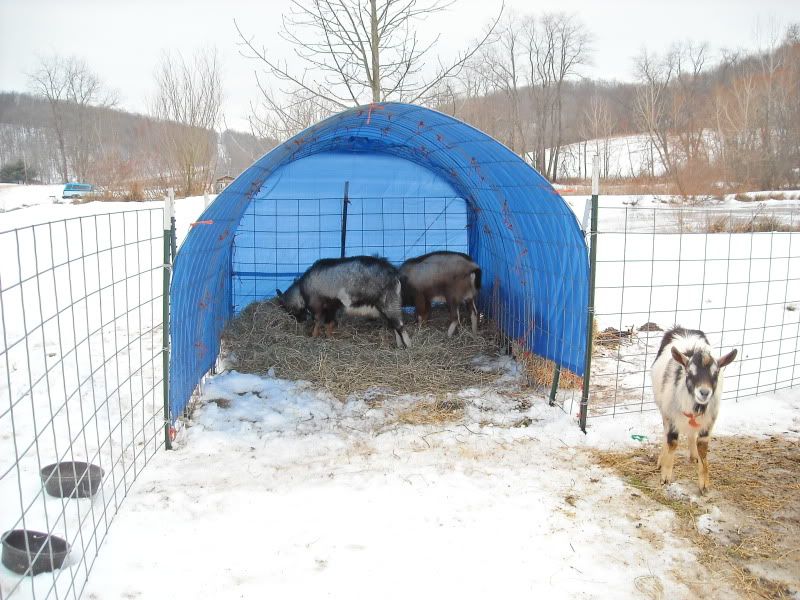 Building a goat shed out of ?? - Homesteading Questions