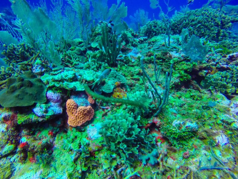 squirrelfish-coral1of1_zps6dd03b81.jpg