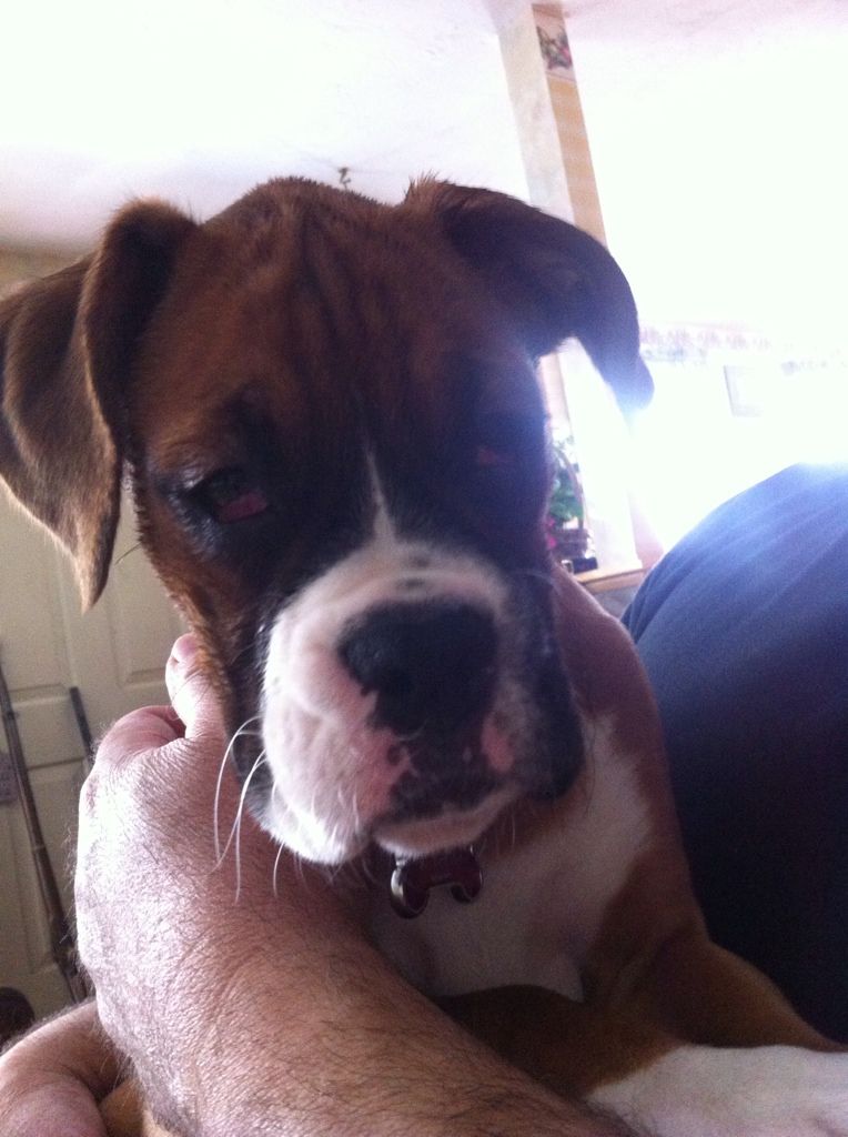 Please Help! Pennys eyes are droopy and red Page 2 Boxer Breed Dog