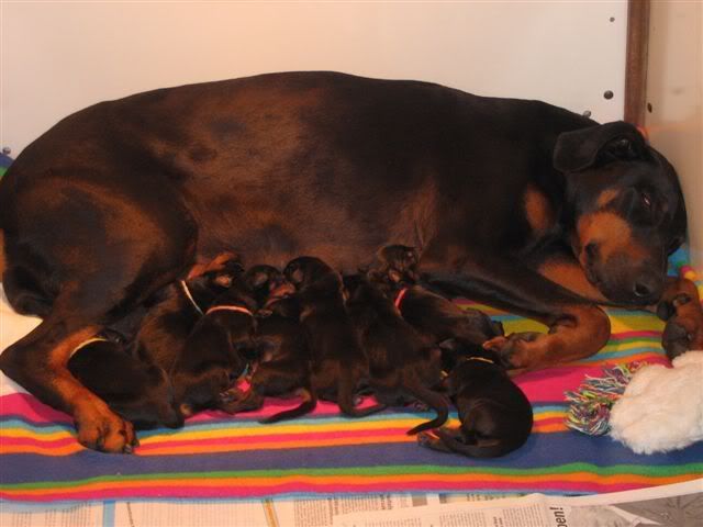 pregnant doberman