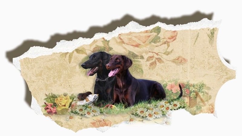 Growth Chart of Puppy - Weight and Height? - Doberman Forum : Doberman