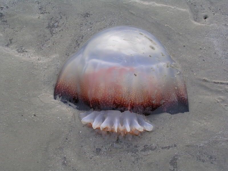 DSCN0122.jpg found on the beach image by andersonbg