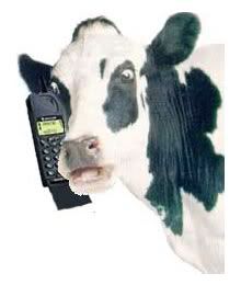 cow-on-phone.jpg
