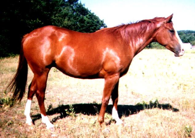 horse.jpg