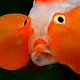 th_Goldfish.png