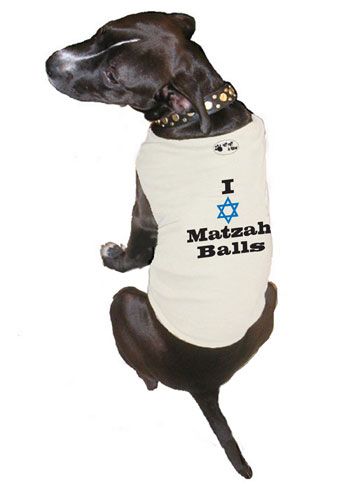 matzah dog Pictures, Images and Photos