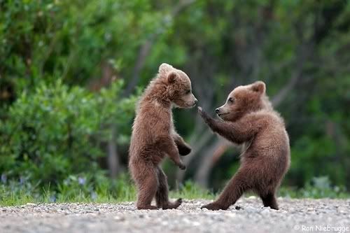bear_fight1.jpg