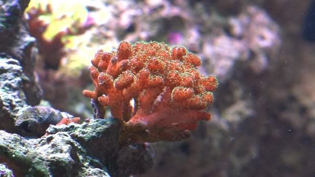 Pocillopora.jpg