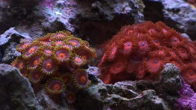 Zoas01.jpg