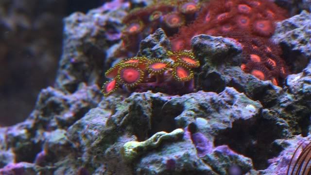 Zoas02.jpg