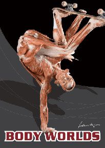 bodyworlds skate Pictures, Images and Photos