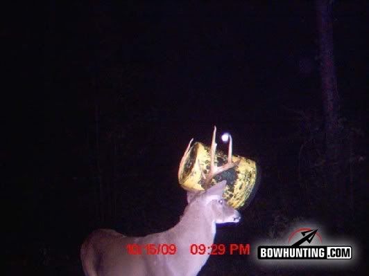 bucketbuck2.jpg